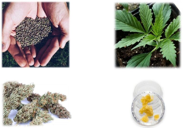 alt="Dai semi ai prodotti CBD"