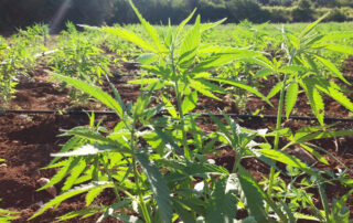 Cookie Policy alt=" Hanfpflanzen Ernte in Puglia"