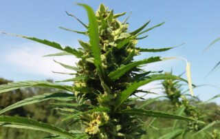 Cookie Policy alt="Hanf bluten"