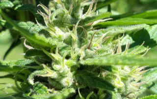 Cookie Policy alt="Cannabis Sativa L. CBD flowers"