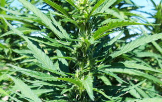 Cookie Policy alt="Cannabis Sativa L. CBD flowers"