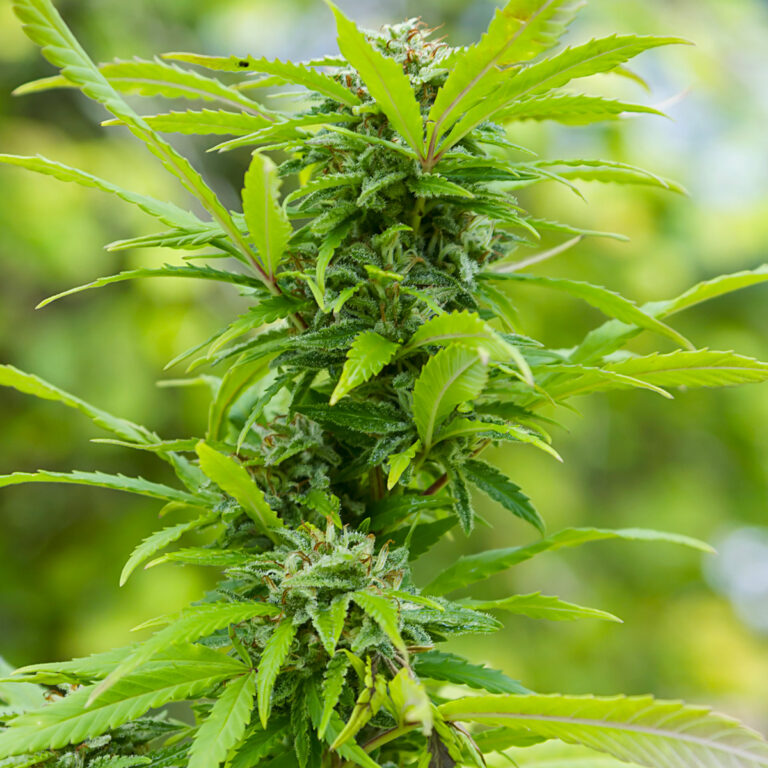 alt="Fiori CBD"