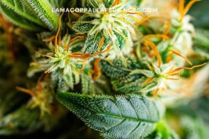 alt="Genetically modified marijuana"