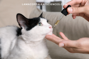 alt="CBD pour chat"