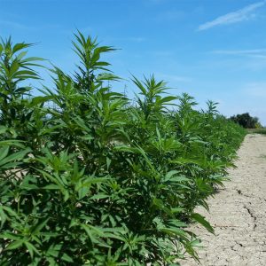 alt=Cáñamo 100 % orgánico"