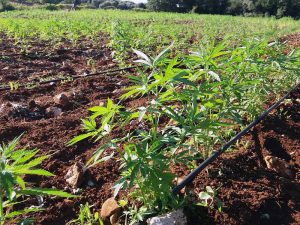 alt="Cannabis Sativa"