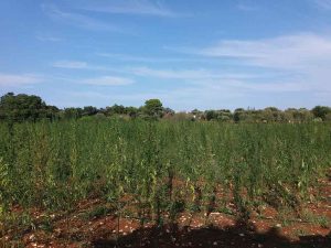 alt="Hanffeld bei Masseria Lamacoppa"