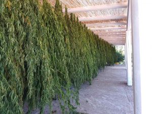 alt="Trocknung von Hanfplantagen"