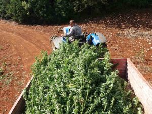 alt="Hanf-Ernte Puglia"