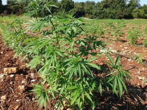 alt="organic Cannabis Sativa"