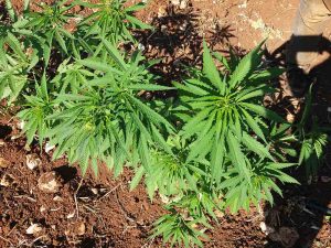 alt="Bio-Cannabis Sativa"