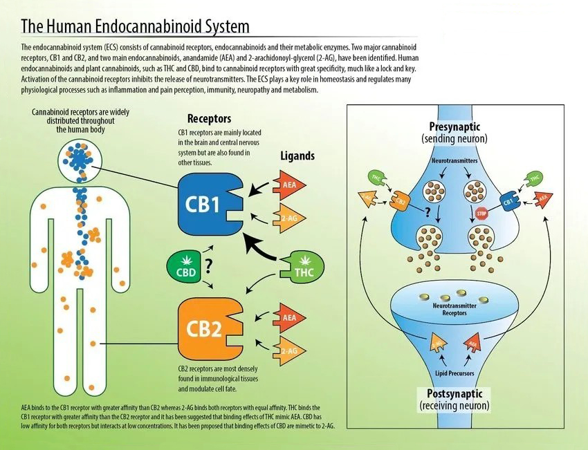 alt="Proprietà CBD e sistema endocannabinoide"