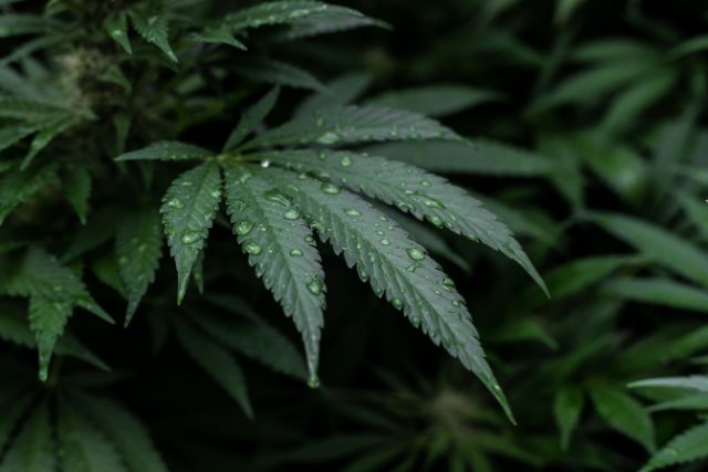 alt="Cannabis e Cannabinoidi"