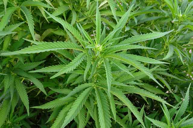 alt="Intossicazione da cannabinoidi"