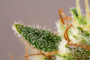 alt="cannabis derived terpenes"