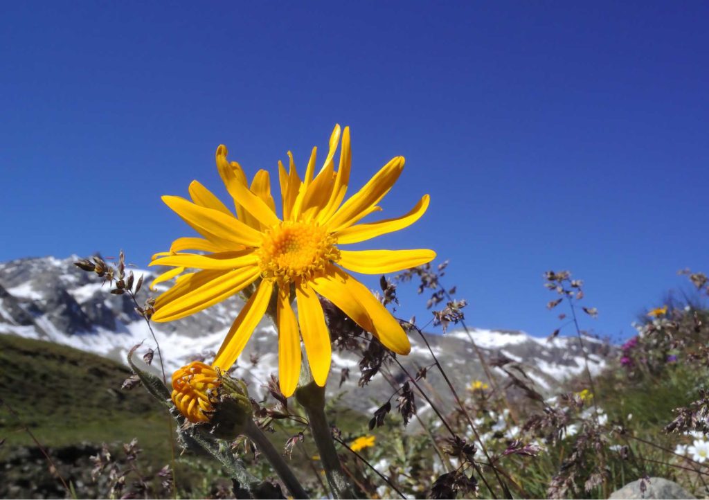 alt="Arnica Montana"