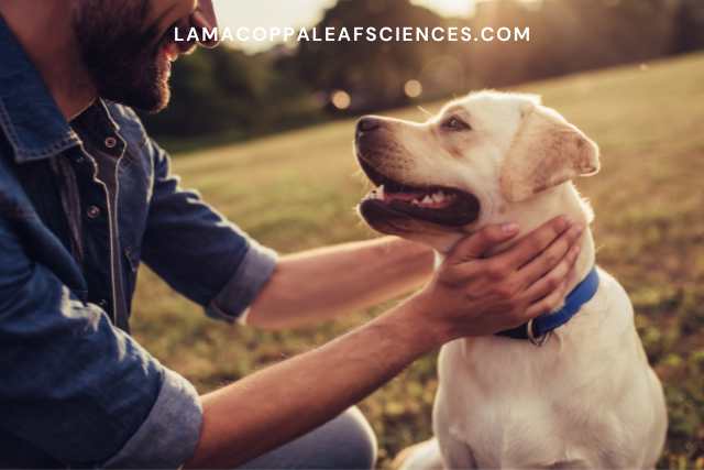 alt="antidolorifico per cani"