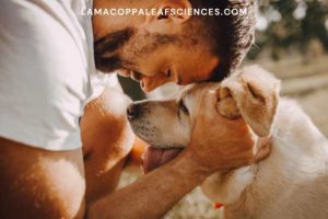 alt="crisi epilettiche cane"