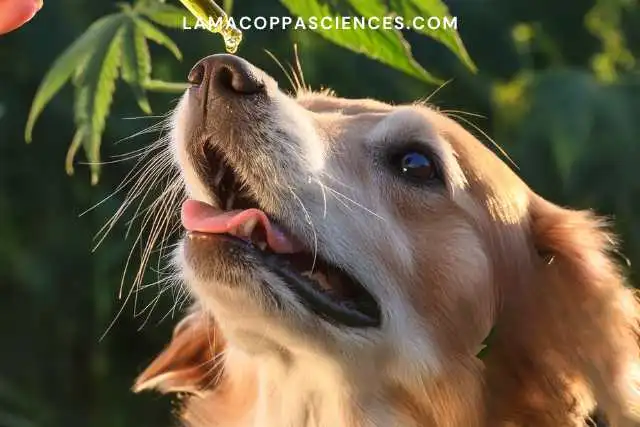 alt="CBD chien"