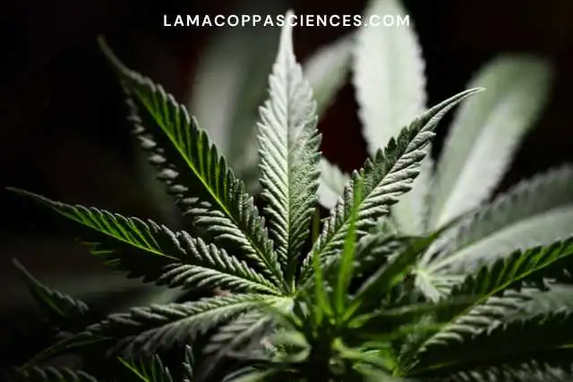 alt="Weed leaf"