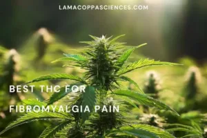 alt="Best THC for Fibromyalgia Pain"