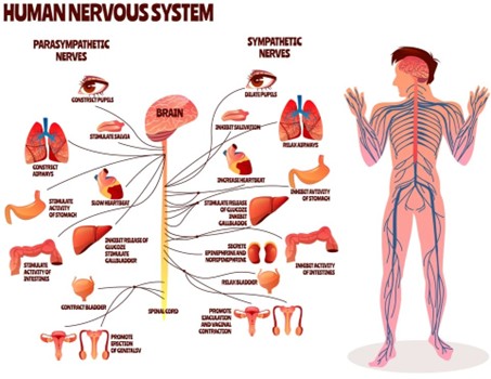 alt="human nervous system"