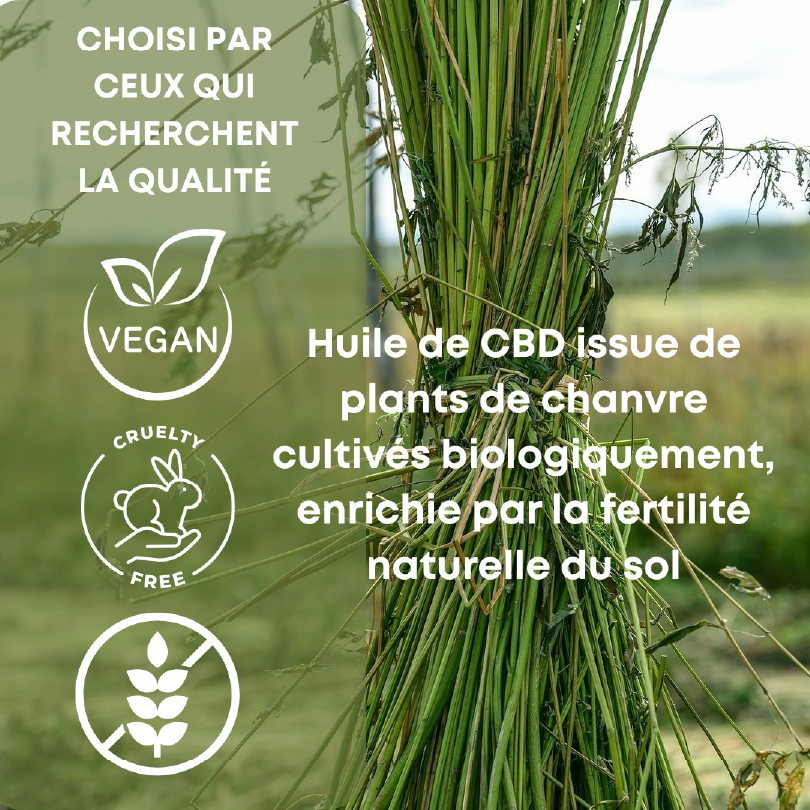 alt="plante de chanvre"