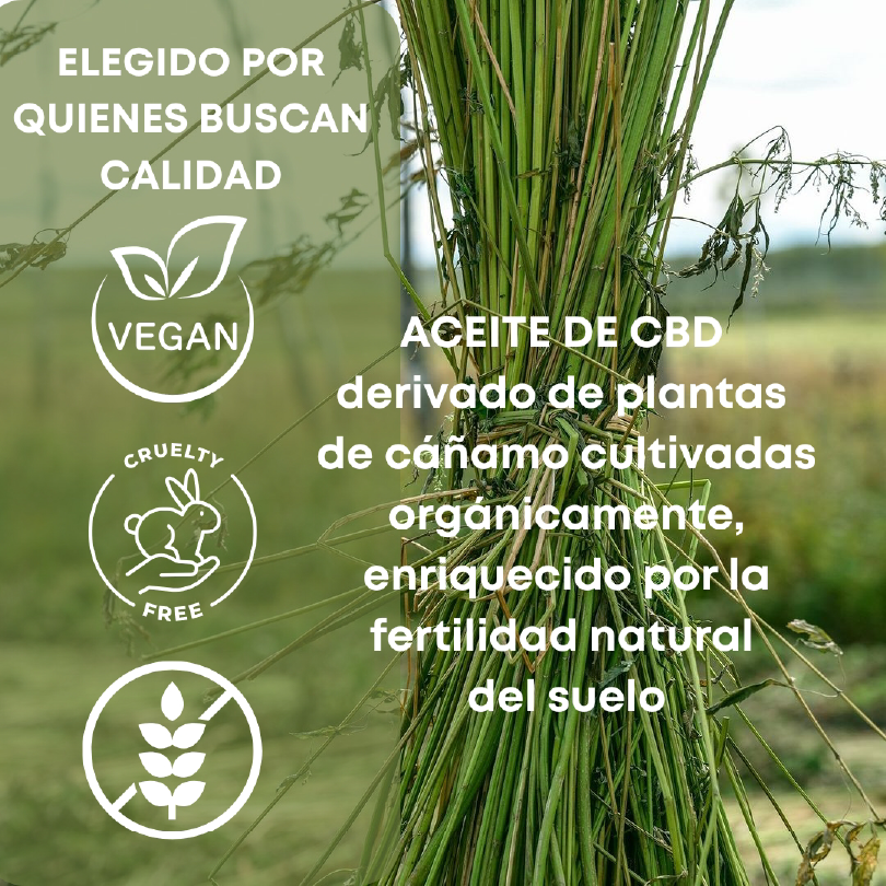 alt="Planta de cáñamo"