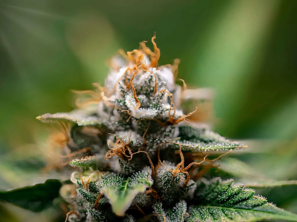 alt="Cannabis Light"