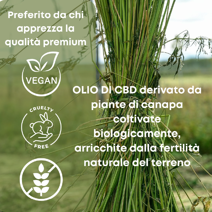 alt="Pianta di canapa"